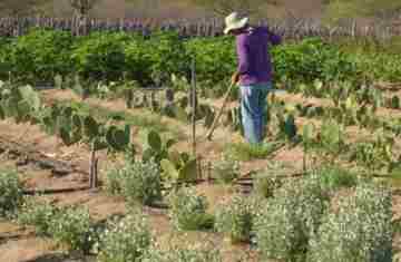  Rendimento de trabalhador rural sobe 5,5% no 1º trimestre 